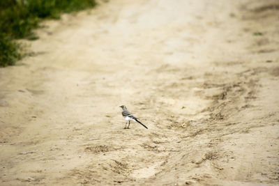 High angle view of bird on beach