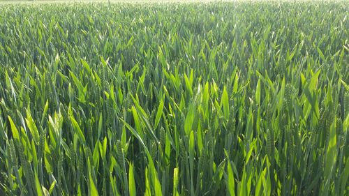 Full frame shot of crops on field