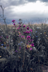 Close-up of flowering plants on field