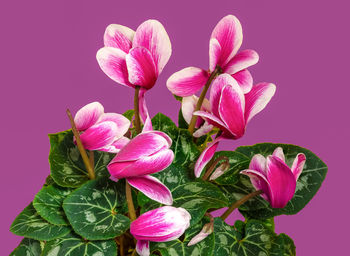 Blossoming cyclamen persicum flowers. close-up on a pink background