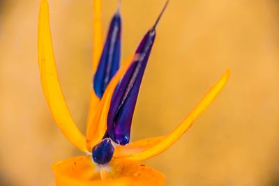 Close-up of fresh day lily blooming outdoors