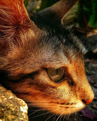 Close-up of horse eye