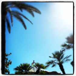 Low angle view of palm trees against blue sky