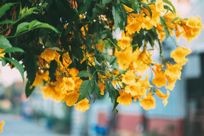 Close-up of yellow flowering plant