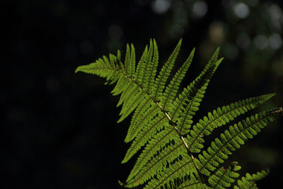 Close-up of fern leaves