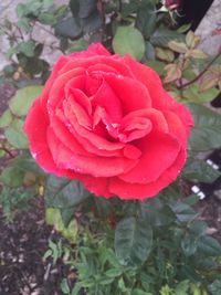 Close-up of red rose blooming outdoors