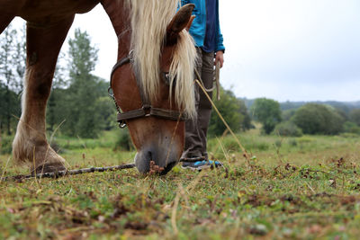 View of horse on field