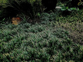 High angle view of palm trees on field