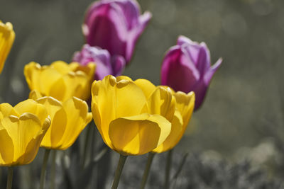 Close-up of yellow tulips