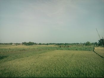 Scenic view of field against sky
