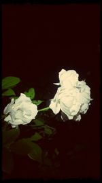 Close-up of white rose