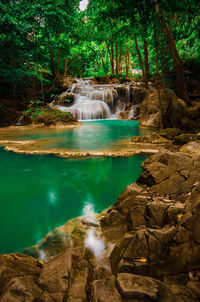 Scenic view of waterfall in forest