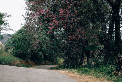 View of flowering plants in garden