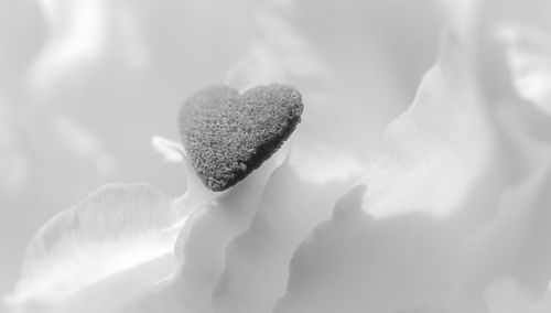 Close-up of white flower in heart shape