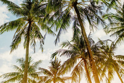 Low angle view of palm trees against sky