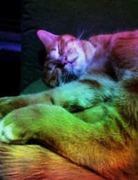 Close-up of cat sleeping