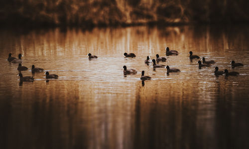 Birds in lake