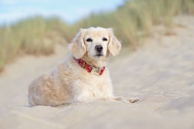 Portrait of dog sticking out tongue on beach