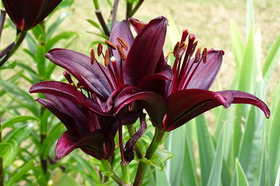 Close-up of flowering plant