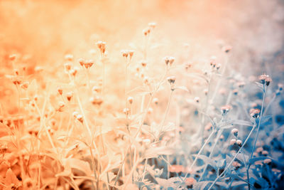 Close-up of flowering plants on field