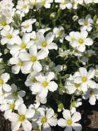 Close-up of white daisy flowers