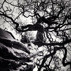 Bare trees against sky