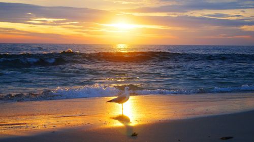 Seagull at beach during sunset