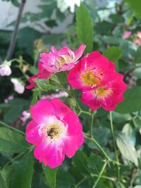 Close-up of pink flower