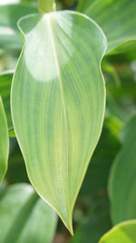 Close-up of green leaf