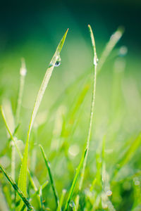 Close-up of water drops on grass