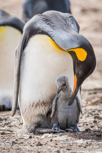 King penguin bending to preen grey chick