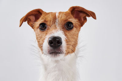 Jack russell terrier dog looking at camera. portrait of cute dog