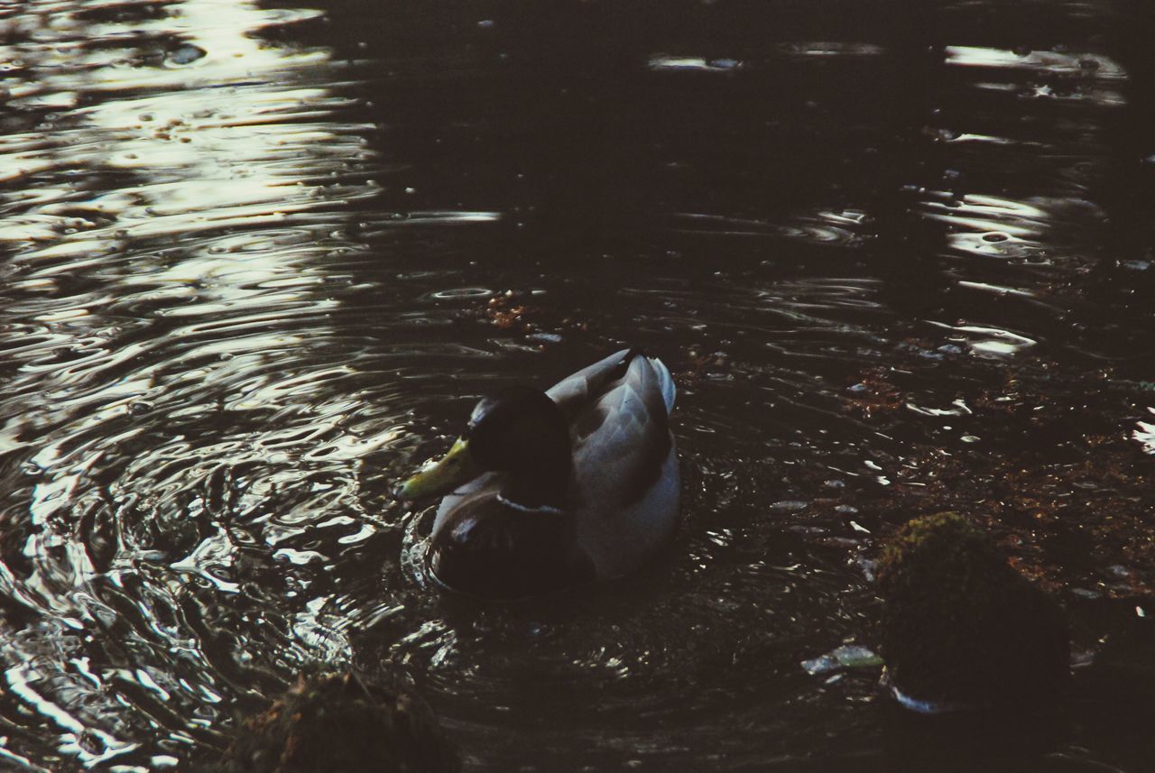 animal themes, animals in the wild, water, wildlife, one animal, swimming, bird, duck, lake, high angle view, waterfront, nature, water bird, rippled, reflection, pond, no people, outdoors, day, two animals