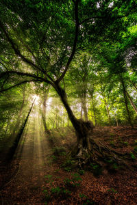 Trees in forest