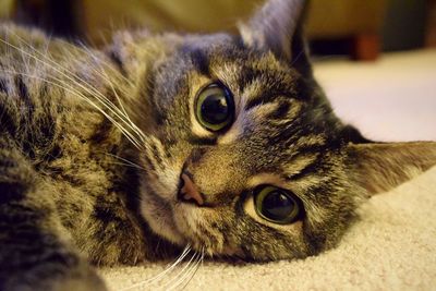 Close-up portrait of cat