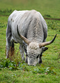 Sheep grazing in a field