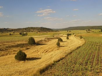 Scenic view of field against sky