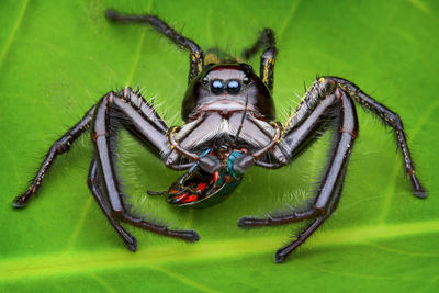 High angle view of spider on green leaf