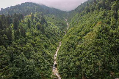 Scenic view of forest