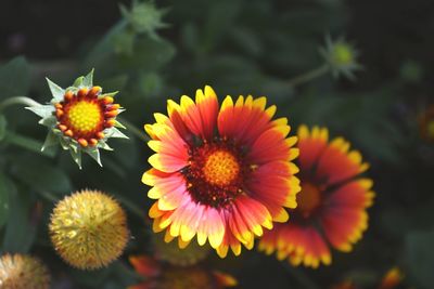 Close-up of yellow flower