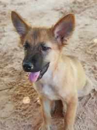 Portrait of dog sticking out tongue on field