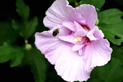 Close-up of bee pollinating on flower