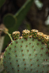 Close-up of prickly pear cactus