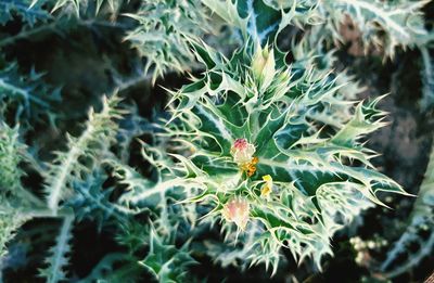 Close-up of caterpillar on plant