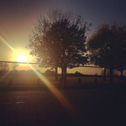 Sun shining through trees