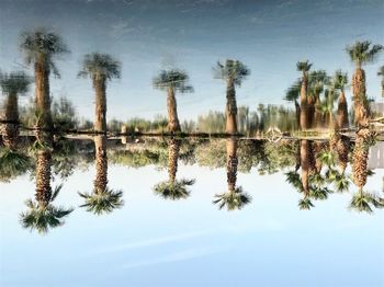 Close-up of palm trees against sky