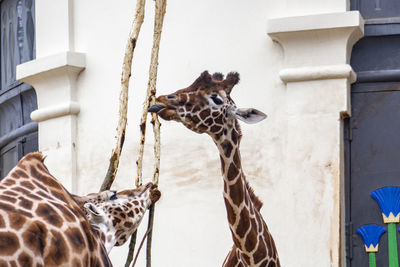 Giraffe in zoo