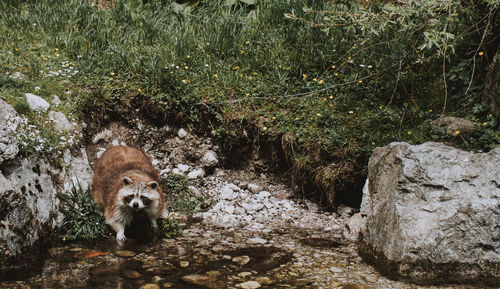 View of an animal on rock