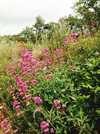 Flowers blooming on tree