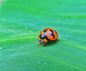 Close-up of ladybug on leaf